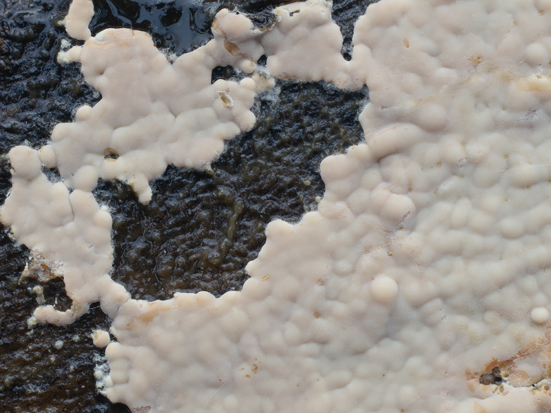 Gloiothele lactescens